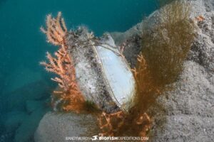 Nursehound Shark egg cases.
