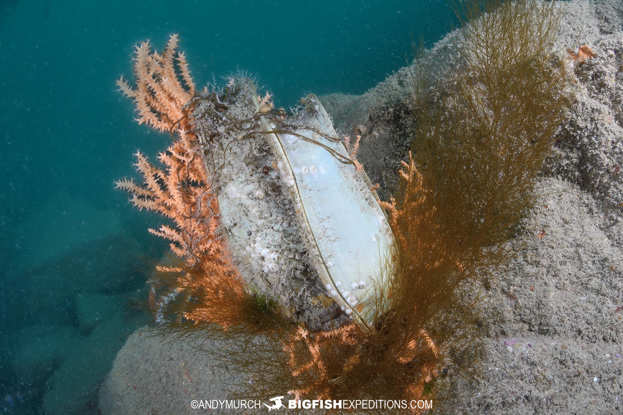 Nursehound Shark egg cases.