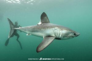 Porbeagle shark underwater in Brittany.