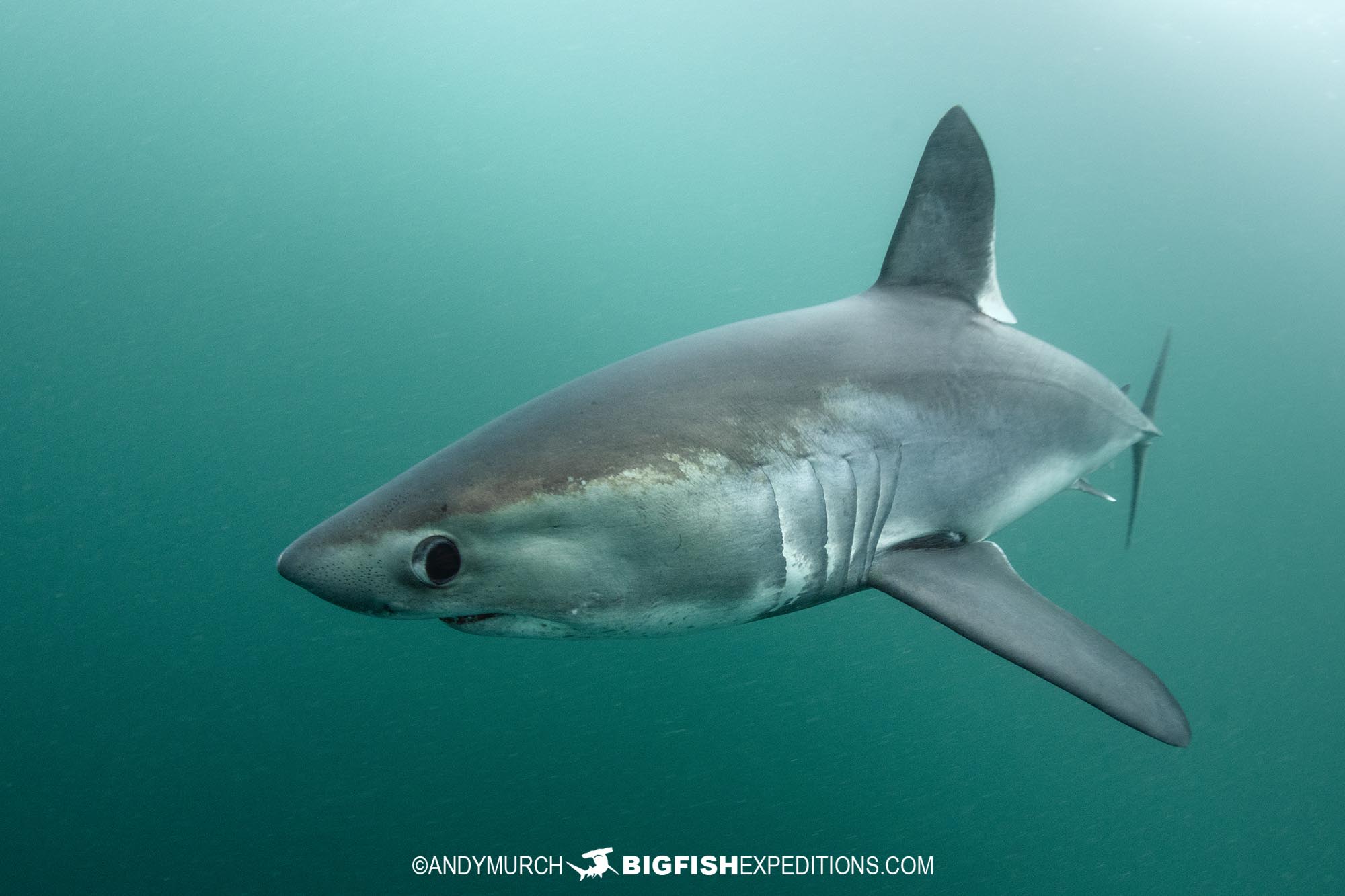 Porbeagle Shark Diving.