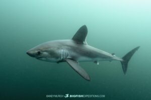 Porbeagle shark encounter underwater in Brittany.