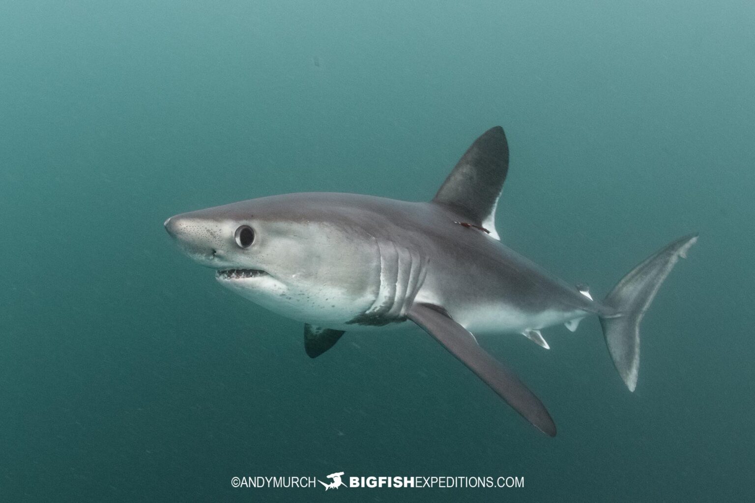 Diving with Porbeagle Sharks in France.