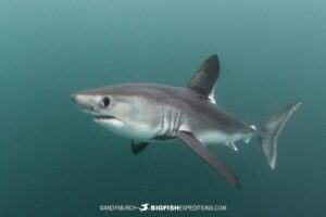 Snorkeling with Porbeagle Sharks in France.