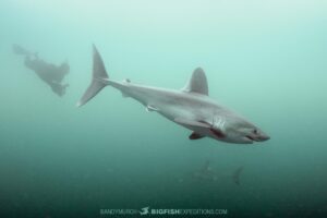 Snorkeling with Porbeagle Sharks in France.