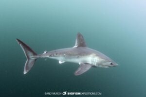 Porbeagle Shark Snorkeling.