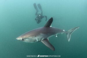 Swimming with porbeagle sharks.