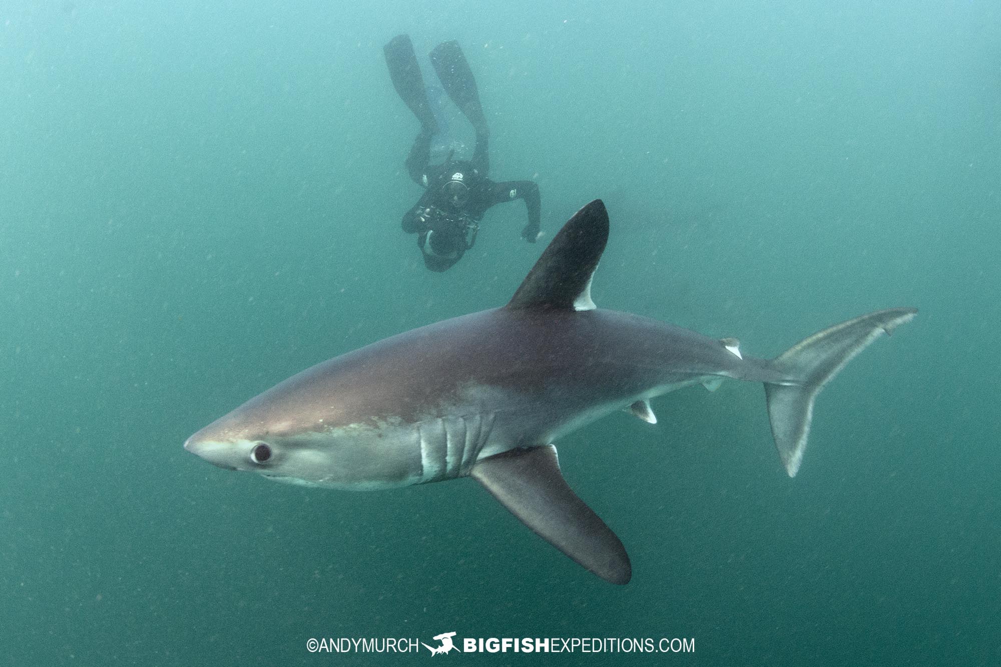 Swimming with porbeagle sharks.
