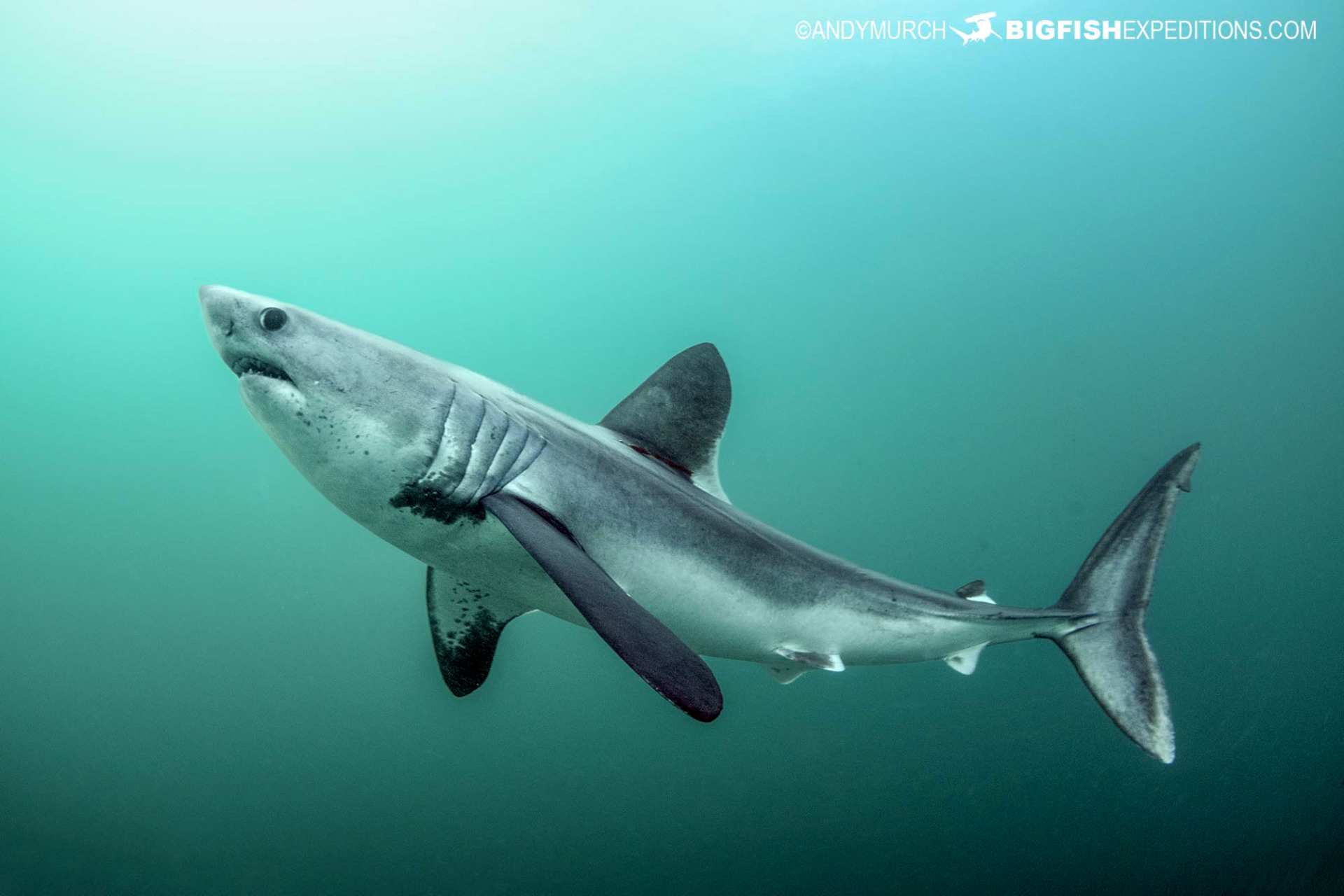 Swimming with porbeagle sharks.