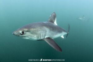 Two porbeagle sharks underwater in Brittany.