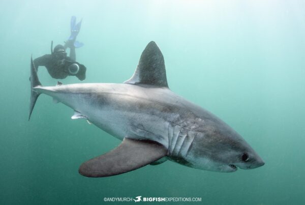 Snorkeling with Porbeagle Sharks.