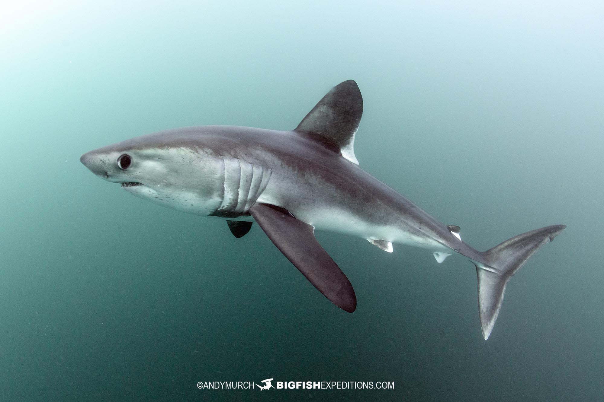 Porbeagle Shark snorkeling in France.