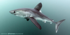 Porbeagle Shark snorkeling in Brittany.