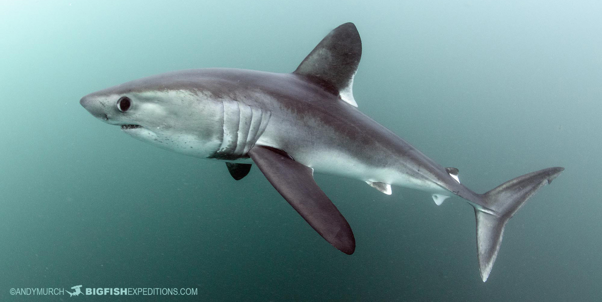 Porbeagle Shark Fishing