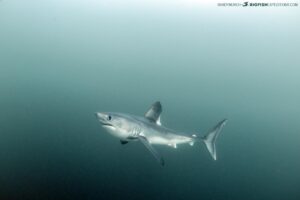 Porbeagle Shark snorkeling in Brittany.