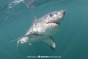 A bold porbeagle shark in Brittany.