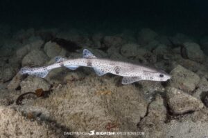 Smallspotted Catshark diving in Brittany.