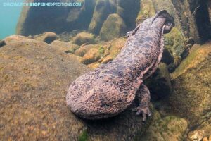 Snorkeling with Giant Salamanders in Japan.