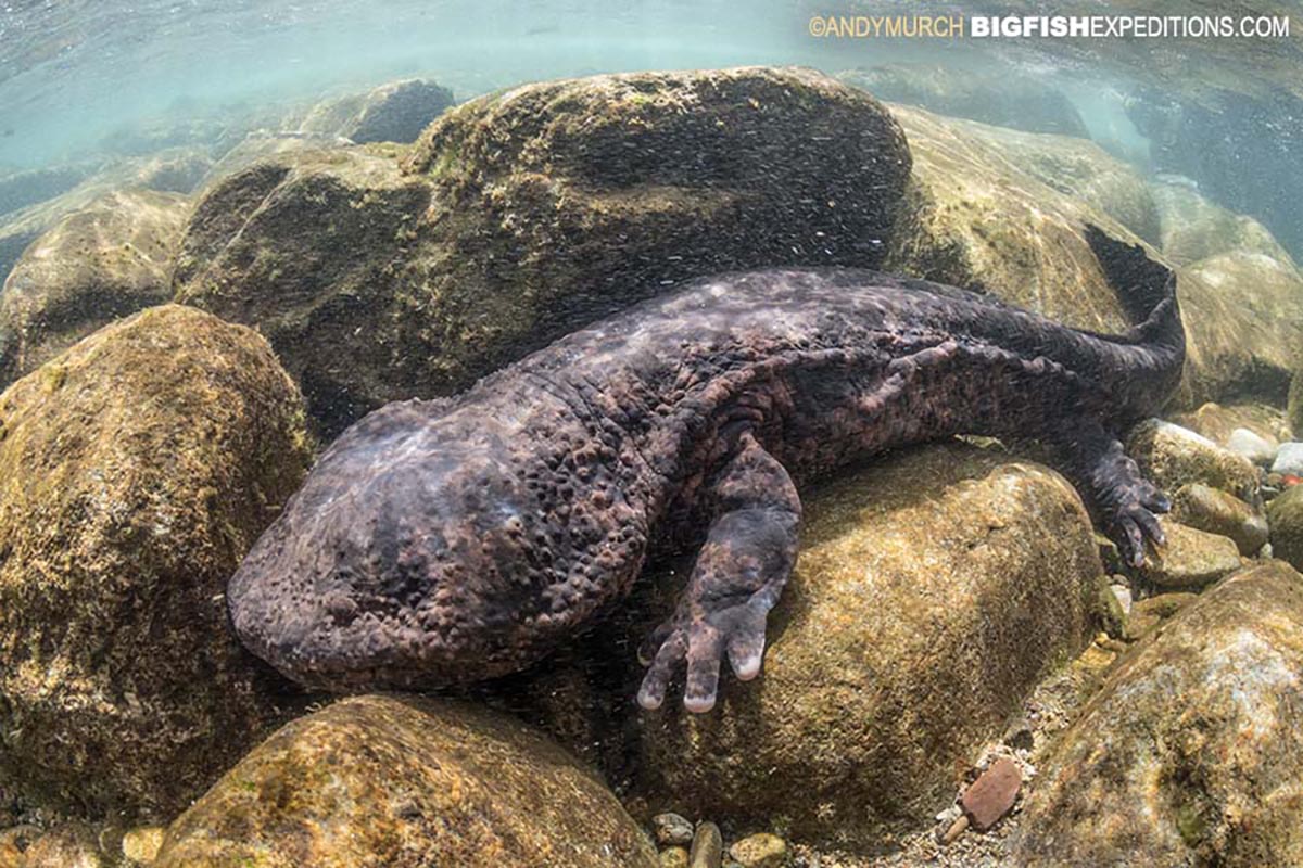 Snorkeling with Giant Salamanders in Japan.