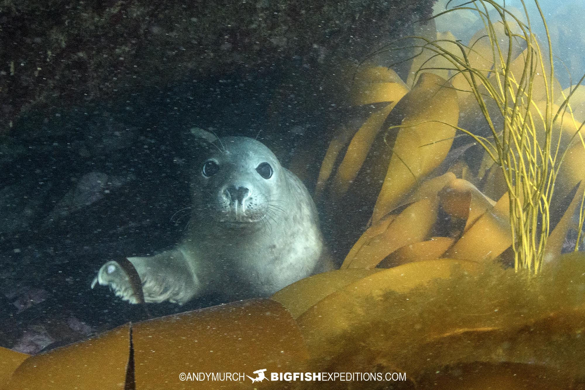 Snorkeling with Grey Seals in Brittany.