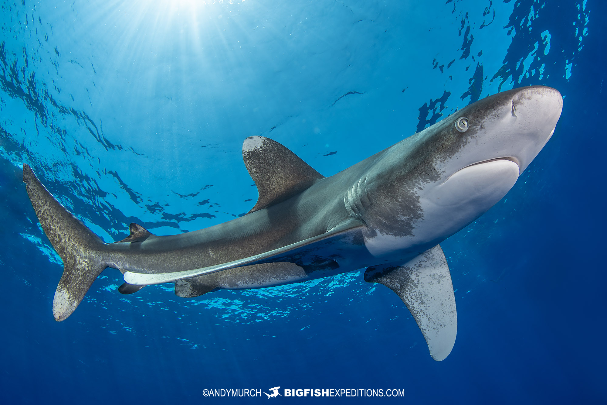 Diving with Oceanic Whitetip Sharks at Cat Island in the Bahamas.