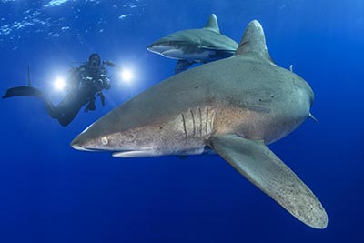 Oceanic Whitetip Shark Diving at Cat Island.