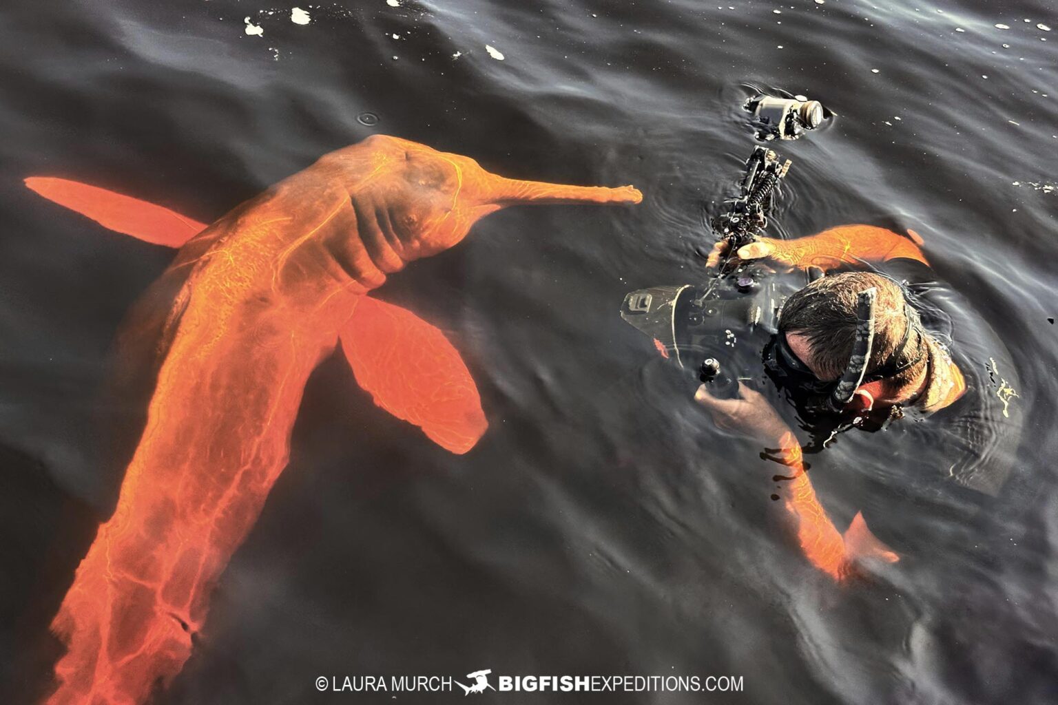 Amazon Pink River Dolphin Snorkeling Adventure.