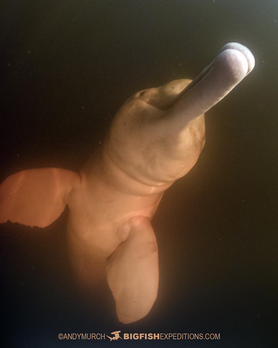 Snorkeling with Pink river dolphins on the Rio Negro.