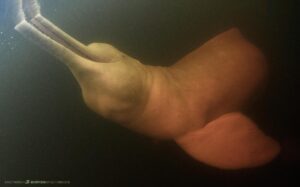 Amazon river pink dolphin snorkeling.