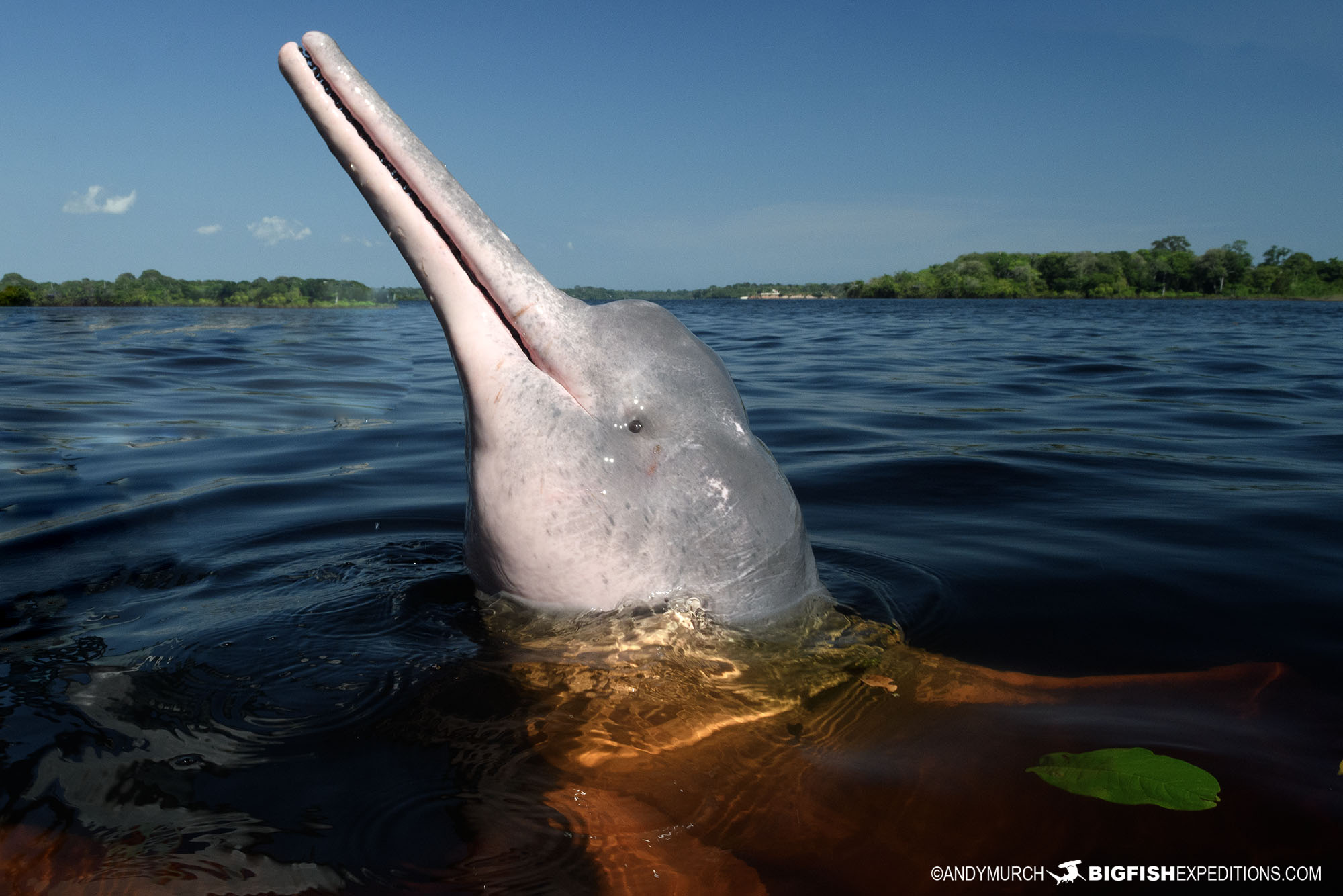 Snorkeling with dolphins in the Amazon.