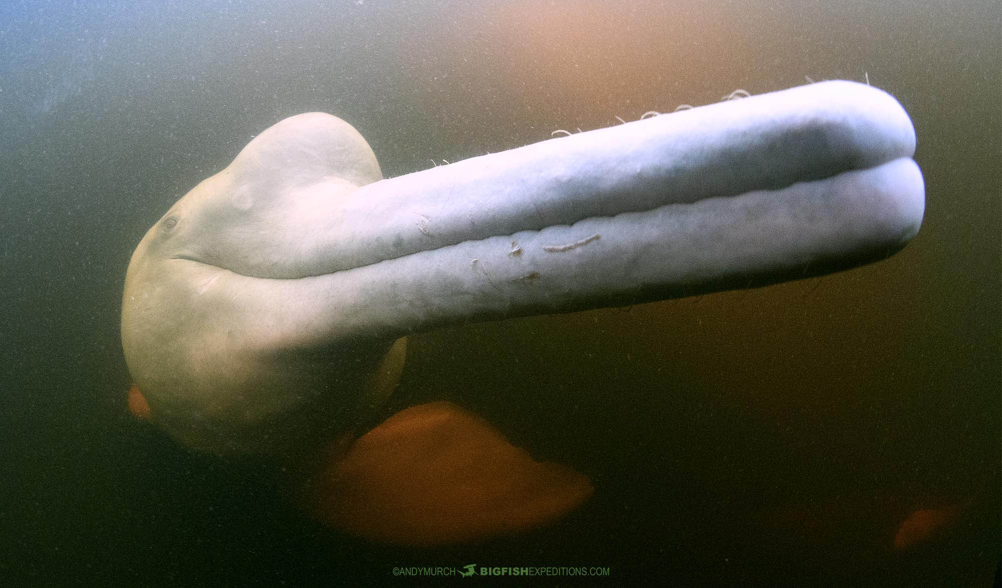 Snorkeling with Amazon pink river dolphins.