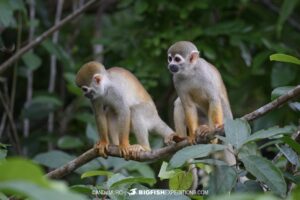 Amazon wildlife. Squirrel monkeys on the Rio Negro.