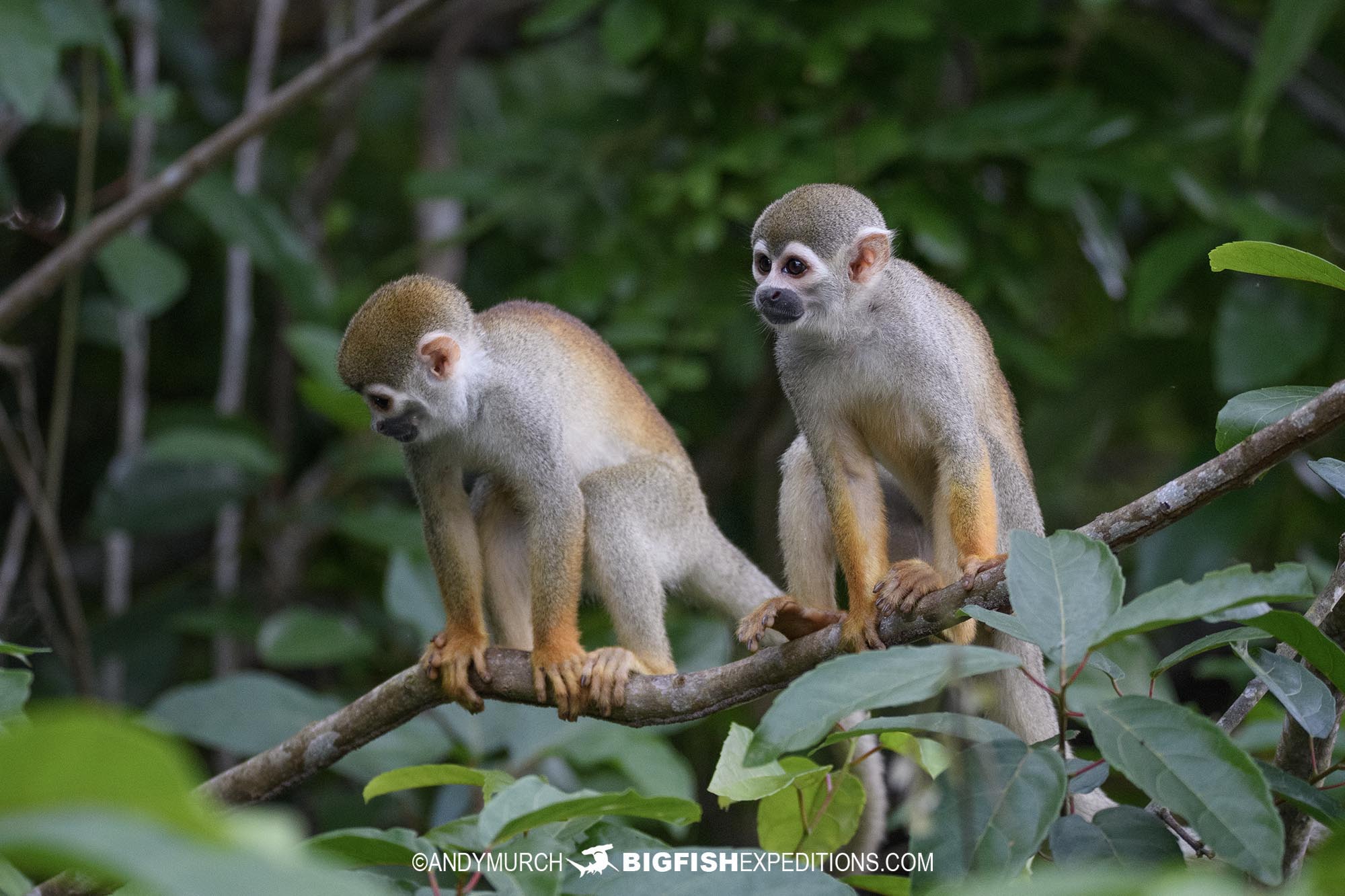 Amazon wildlife. Squirrel monkeys on the Rio Negro.