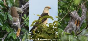 Amazon wildlife tour.