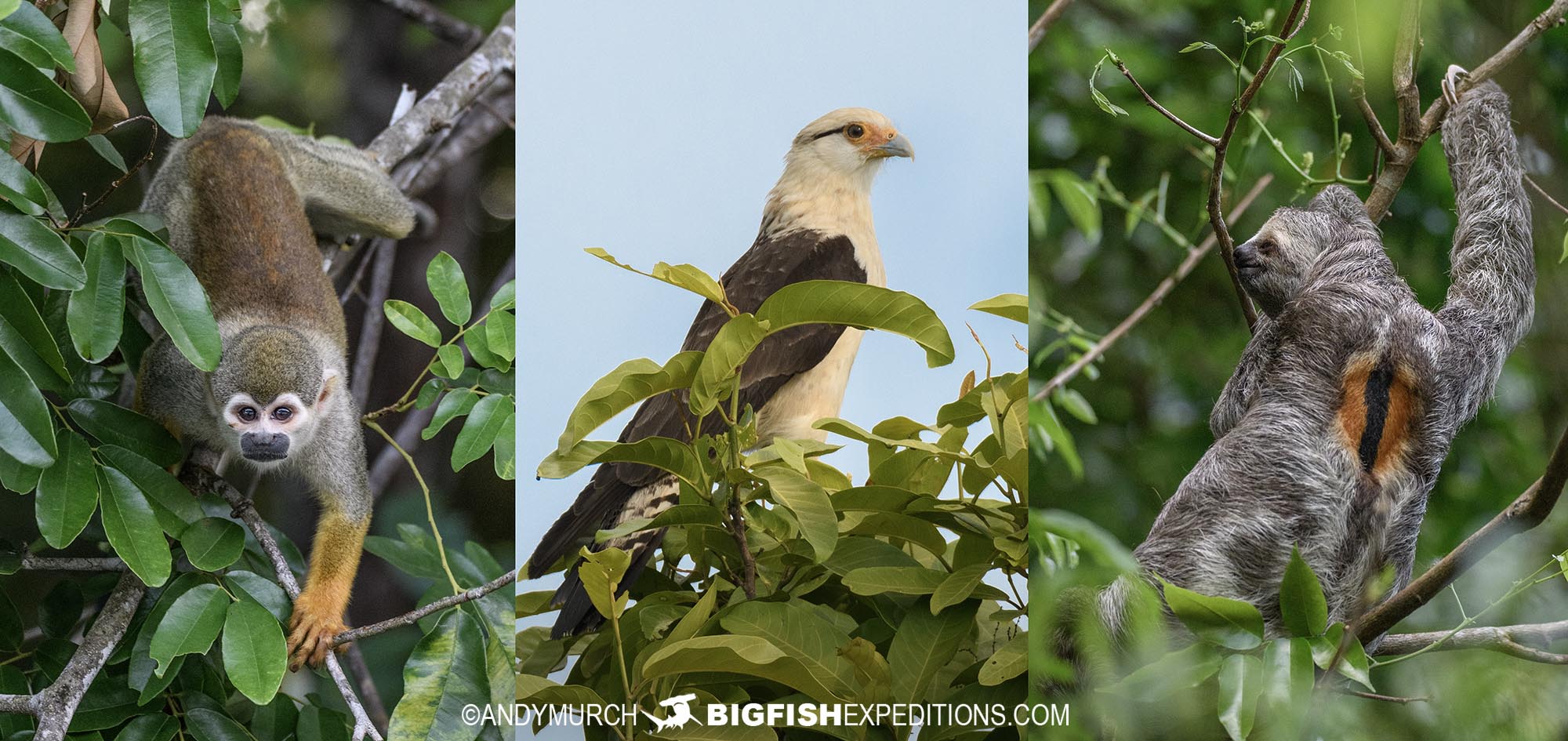 Amazon wildlife tour.