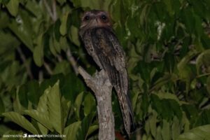 Amazon night tour owl photography.