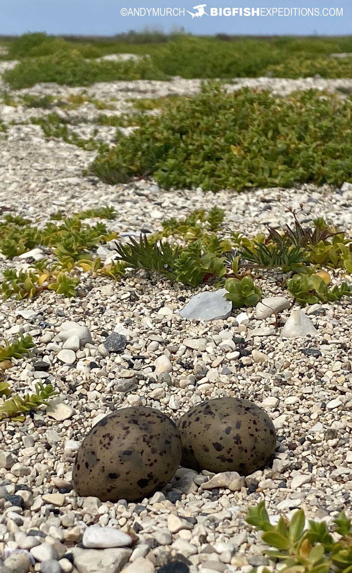 Arctic tern eggs on the beach in Churchill, Canada.