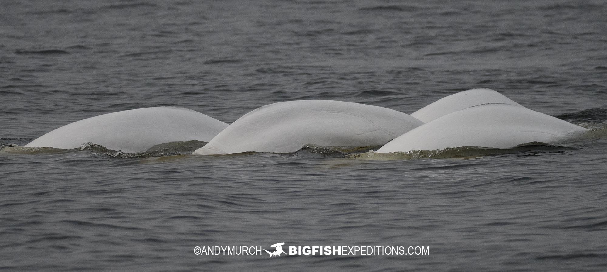 Beluga Whales porpoising in the Churchill River Estuary.