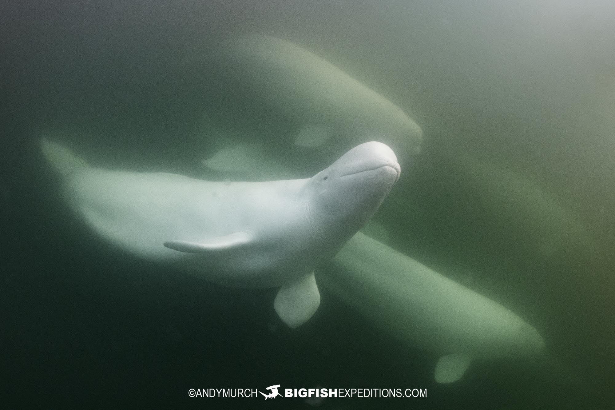 Beluga boarding the Churchill River in Canada.