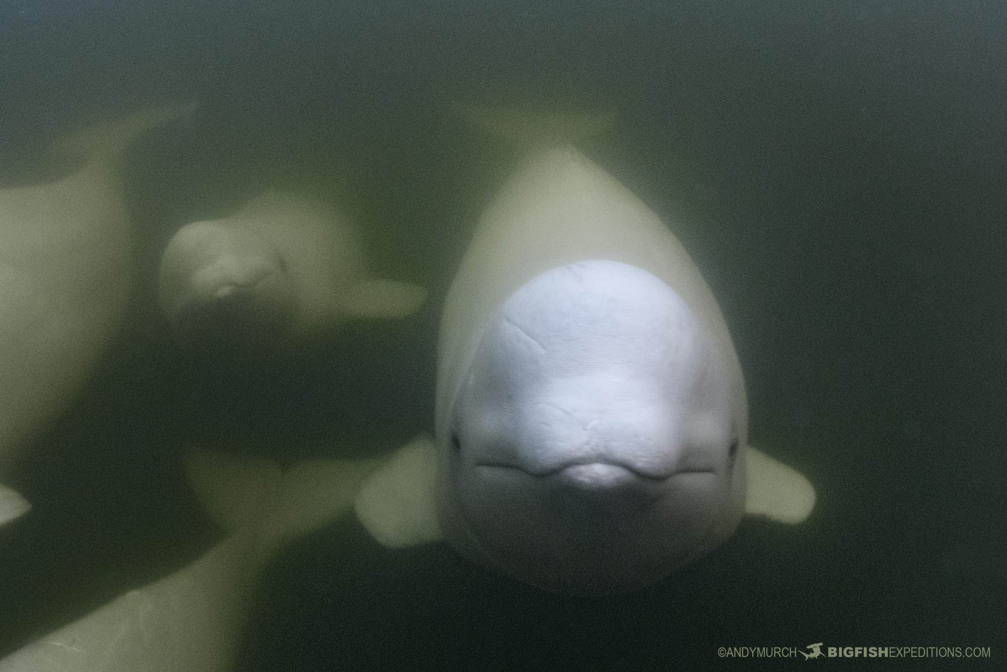 Snorkeling with beluga whales from a beluga board in the Churchill River, Canada.