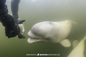 Photographing beluga whales while snorkeling in Churchill.