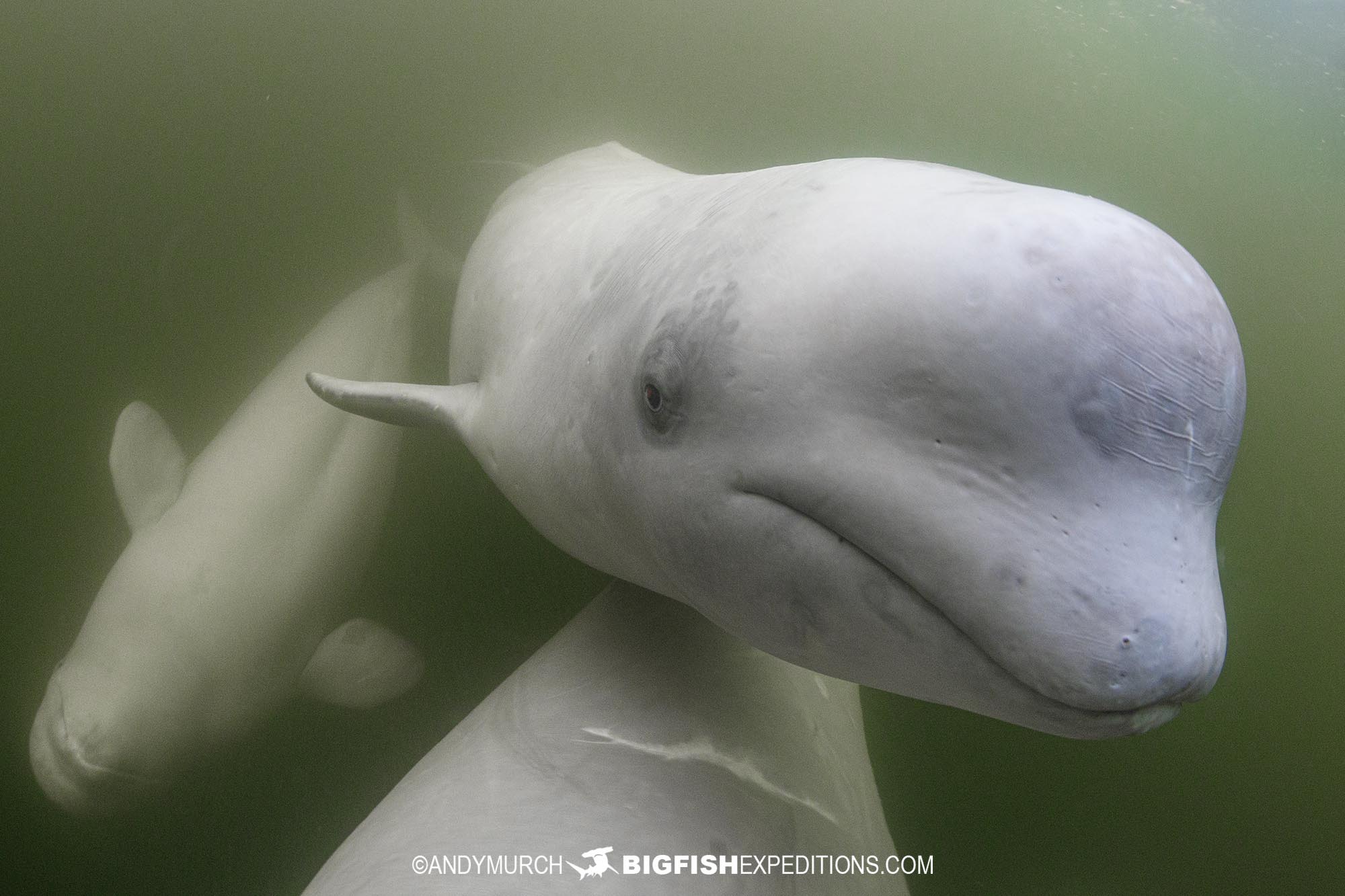 Snorkeling with Belugas in Churchill, Canada.