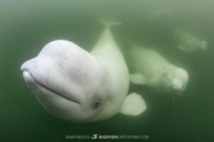 Snorkeling with beluga whales from a beluga board in the Churchill River, Canada.