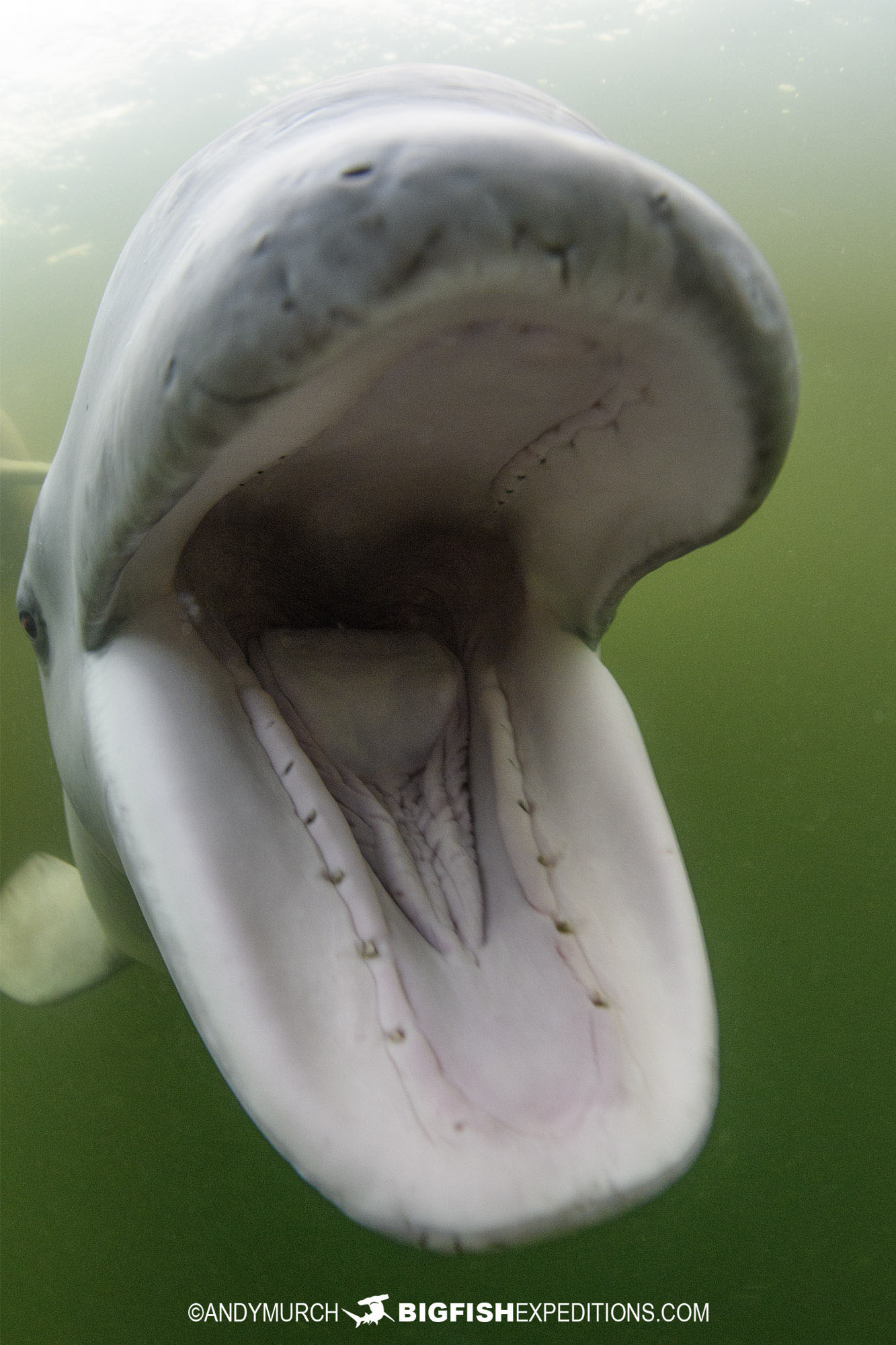 Beluga whale mouthing my camera in Churchill, Canada.