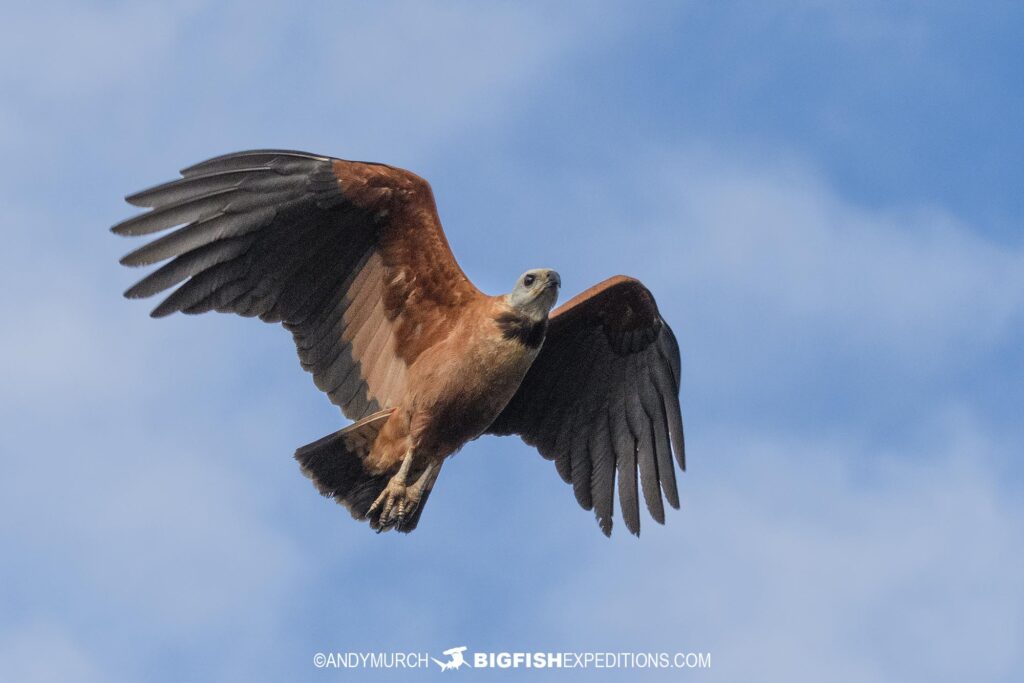 Red Hawk From Rio Amazon Pink River Dolphin Snorkeling Adventure.