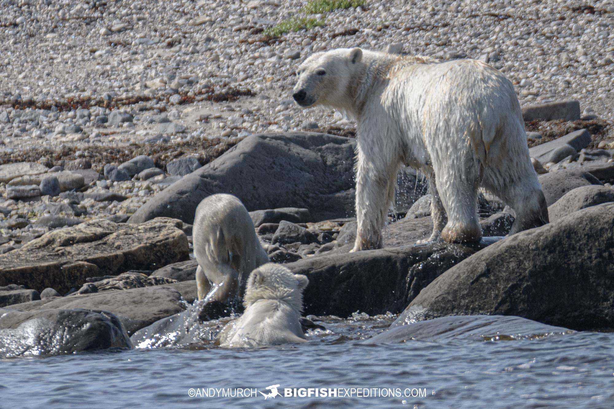 Polar bear mom with two cubs crossing the Churchill River.