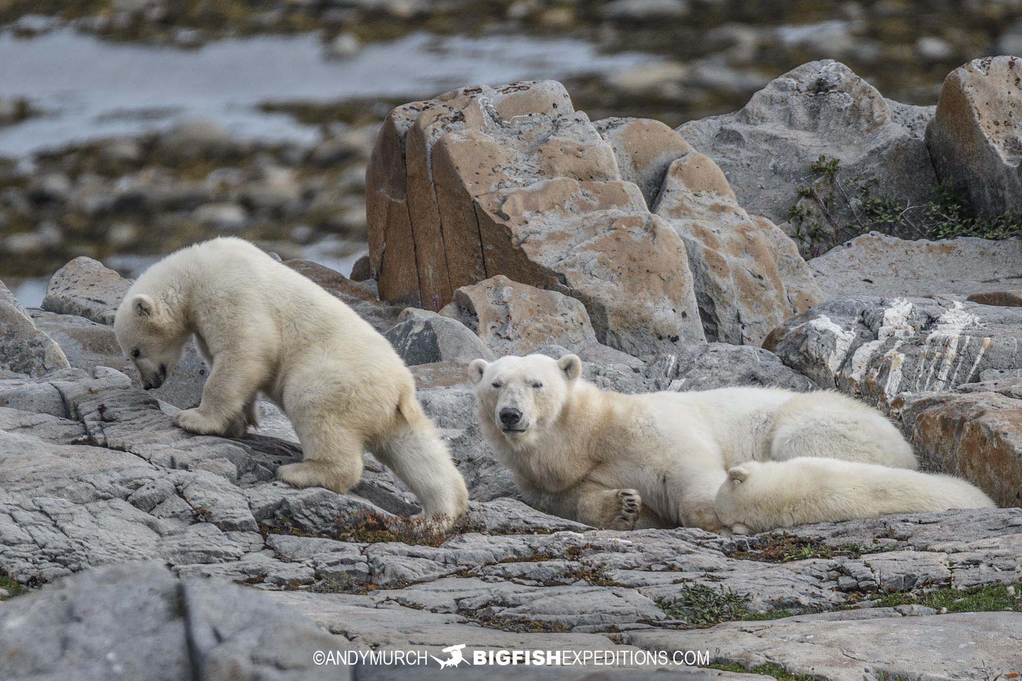 Polar bear mom with two cubs on the tundra near Churchill.
