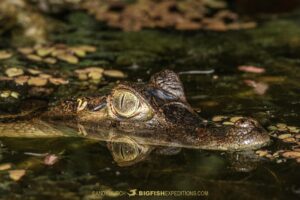 Spectacled caiman in the Rio Negro.