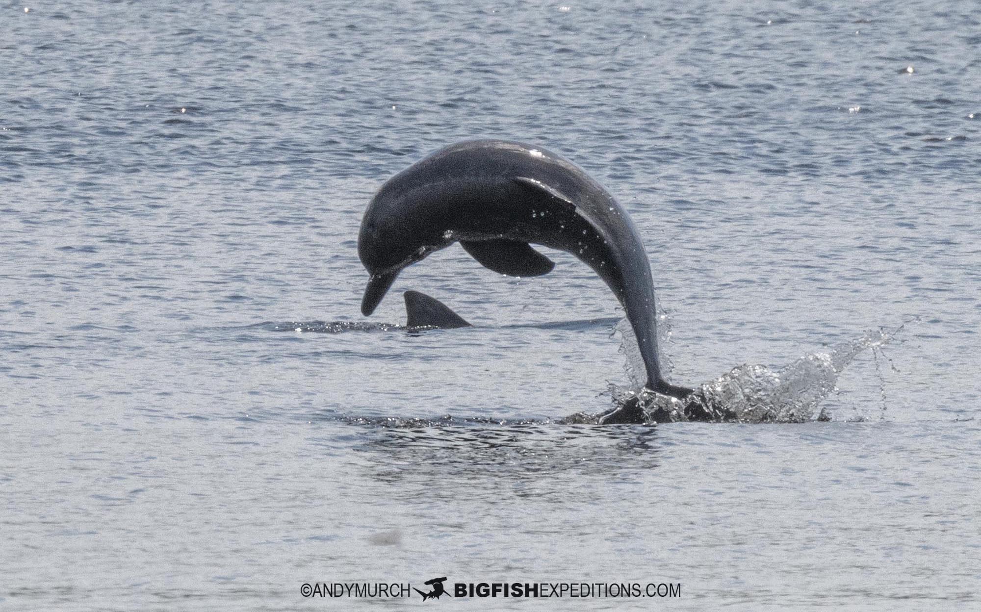 Tucuxi River Dolphins in the Rio Negro.