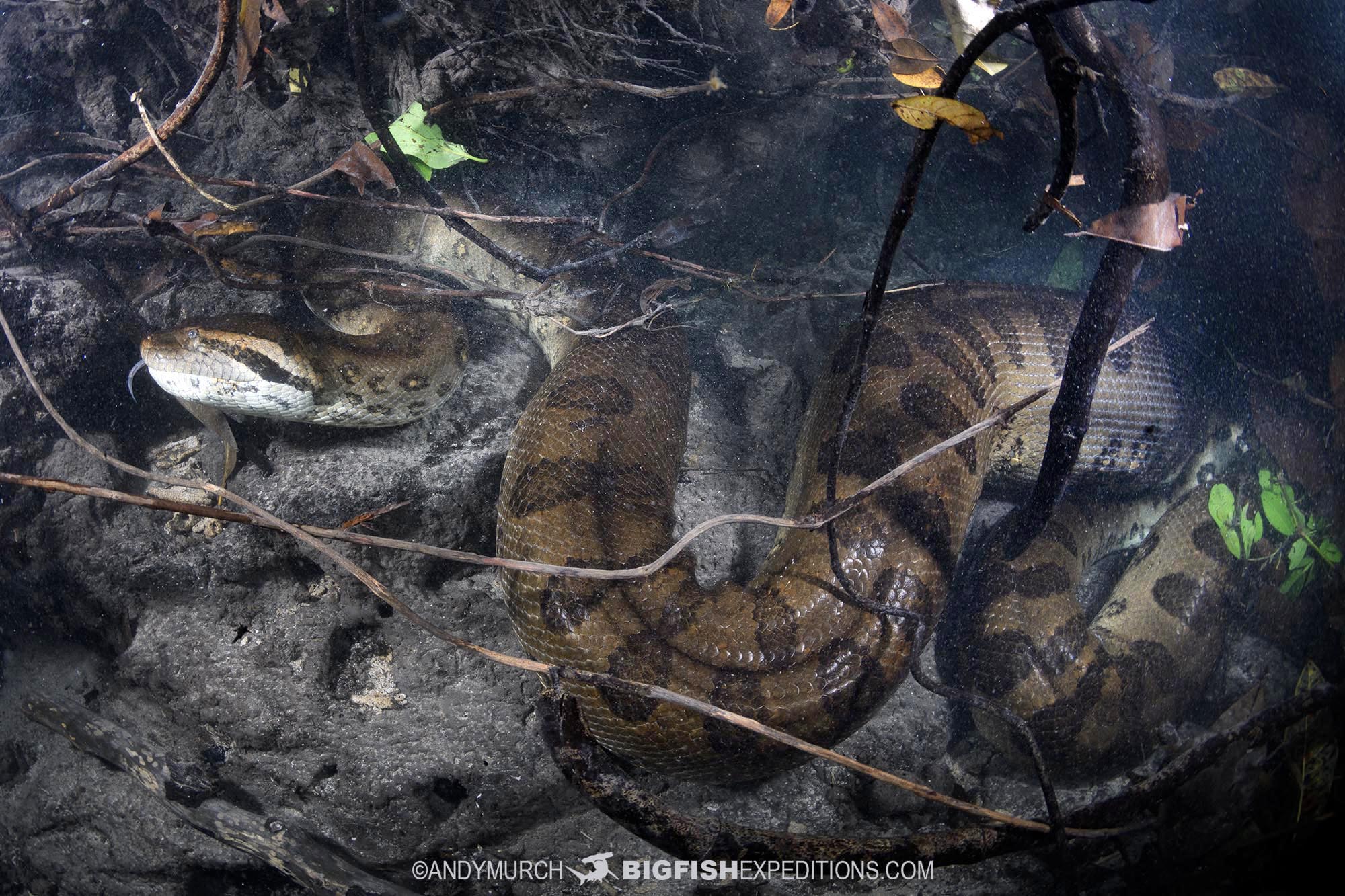 Anaconda Diving. Swimming with the largest snake in the world.