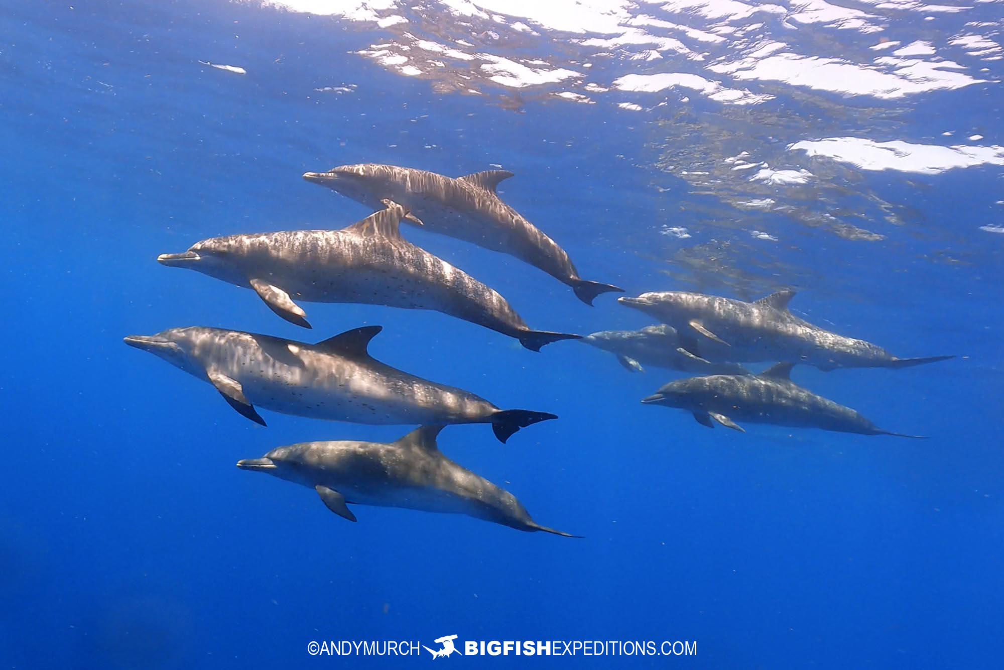 Snorkeling with Atlantic Spotted Dolphins near Cancun, Mexico.